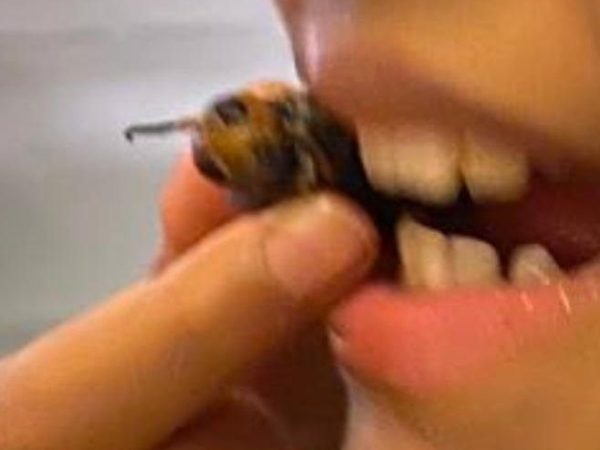 How I let my kids eat insects